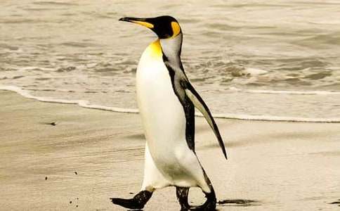 ���Сѧ����(����15ƪ)