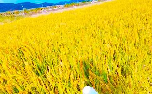 �����ĵ���ᣨͨ��15ƪ��