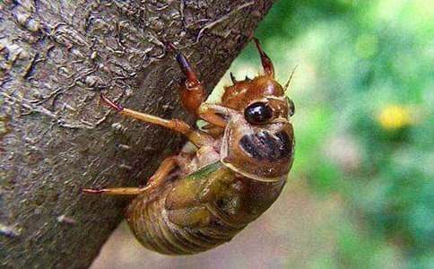 ��������֪��Сѧ���ĺϼ�6ƪ