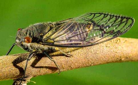 ��ѡ֪��Сѧ���ĺϼ�ʮƪ