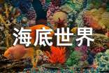 《海底世界》教学反思(共15篇)