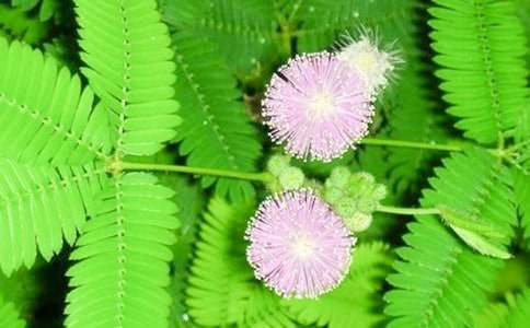 有关含羞草小学作文7篇