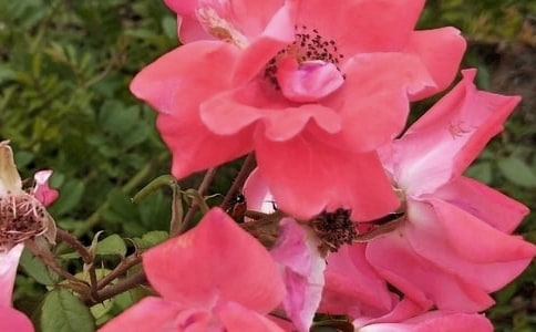 大班主题美丽的花朵教案(精选9篇)