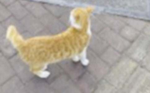 【精品】小猫小学作文锦集八篇