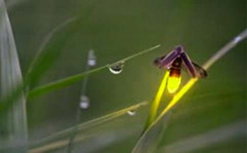 《萤火虫之墓》观后感15篇