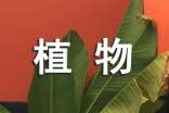 植物妈妈有办法教学设计