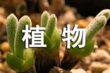 《植物的叶》教学反思
