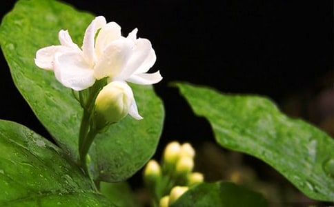 茉莉花说课稿