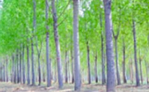 《白杨》教案最新