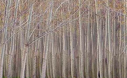 《白杨礼赞》说课稿