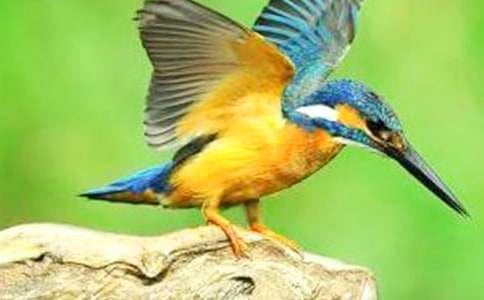 (实用)《翠鸟》教学反思