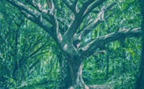 ���������а�̰�