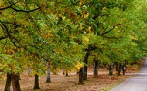 ����ѡ�����з羰������ƪ