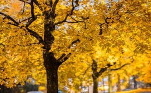 ��ʵ�á����з羰������ƪ