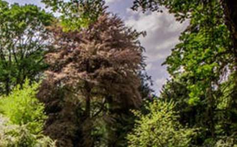 有关风景话题作文300字汇编十篇