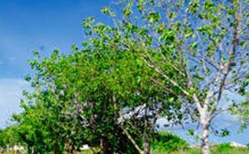 【精选】高中风景作文集合8篇