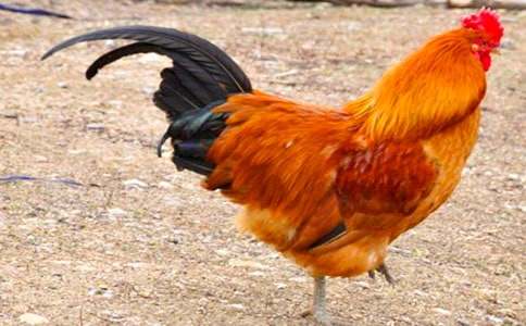 �𼦹ڵĹ����̰�����6ƪ