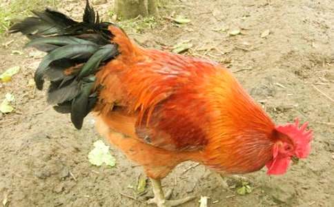 �����ֵ�С�������̰�����ѡ16ƪ��