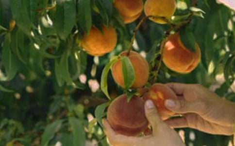 果园机器人说课稿