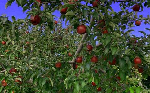 ��԰�а���ͬͨ��15ƪ