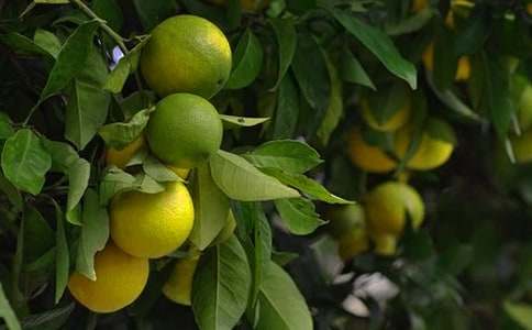 果园转让合同汇总15篇