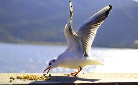 ��Ÿ����ɭ�����