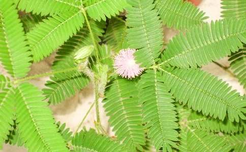 �۲캬�߲�Сѧ����