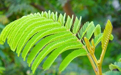 【精华】含羞草小学作文3篇