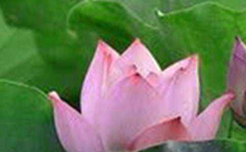 �ɻ���ѧ��˼15ƪ