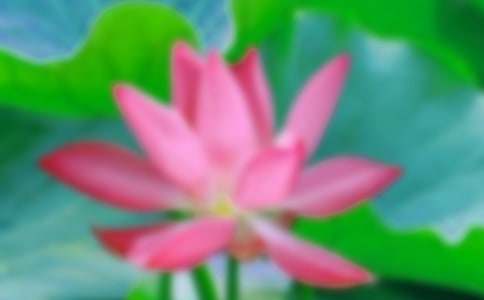 课文《荷花》教学反思通用15篇