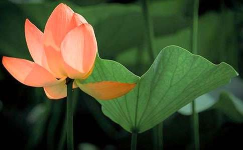 �������ɻ�Сѧ����