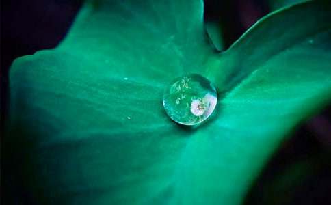 �������ɴ��ĺ�Ҷ���̰�(15ƪ)