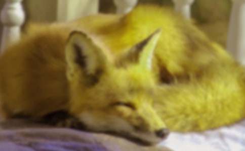 �����������ѡ��̰�