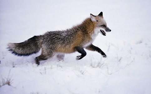 ���������ѻ��˵�θ�