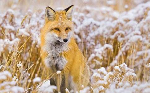 ��������ѻСѧ����