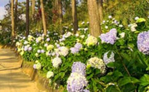 《巨人的花园》教案