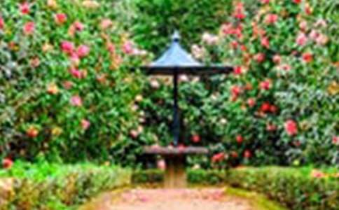 ��԰Сѧ����