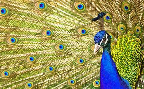 孔雀东南飞说课稿