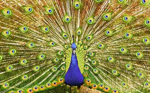 ��ȸ���Ϸɽ�ѧ��˼