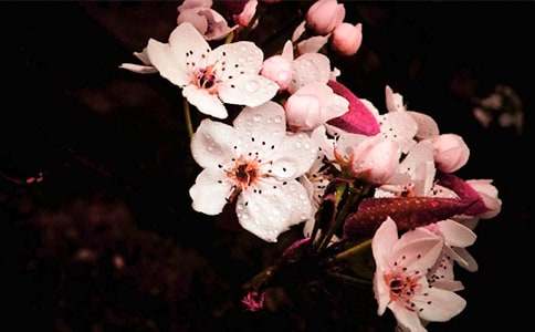 梦回梨花下作文 - 体裁花作文