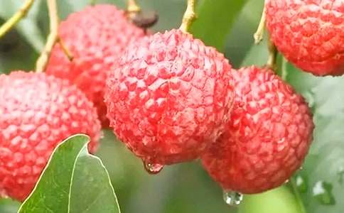 《荔枝》教学设计