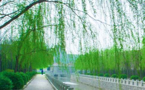 《柳树姑娘》教学反思