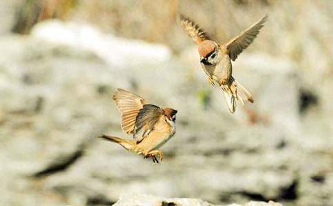 ����ȸ���Ľ�ѧ��˼