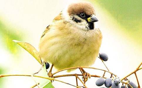 С��ȸ˵�θ�