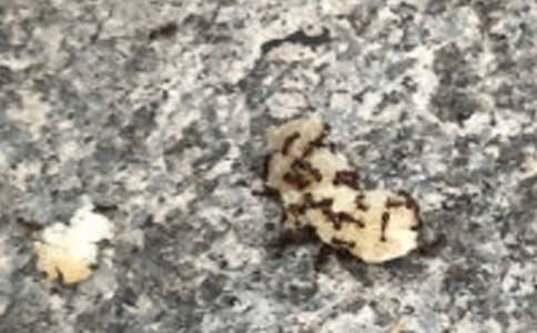 С�ࡶ���ϰᶹ���̰�