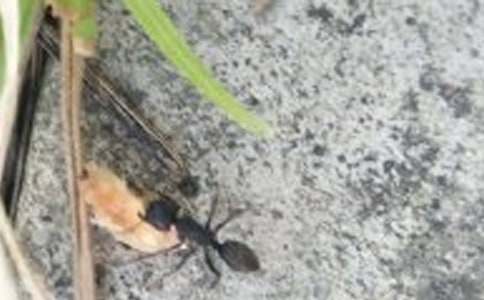 中班语言教案:蚂蚁飞上天教案及教学反思