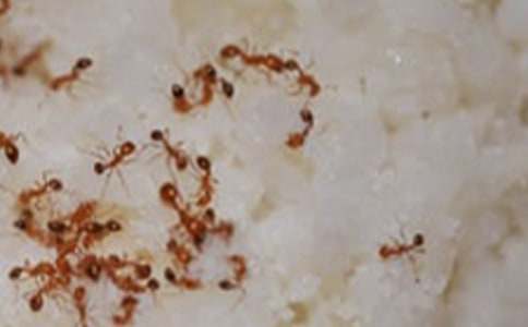 《蚂蚁和蝈蝈》教学反思