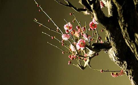 《梅花魂》教学设计合集15篇