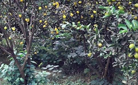 ũ���ֲ߻���