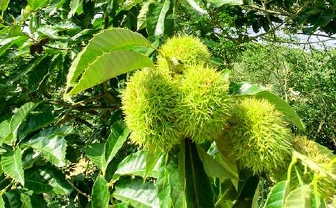 大学农家乐活动策划书